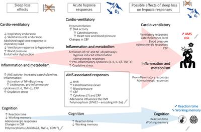 Sleep loss effects on physiological and cognitive responses to systemic environmental hypoxia